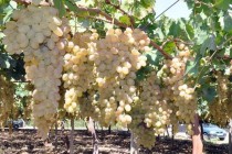 در استان سغد 10 هکتار باغ انگور جدید تشکیل می‌شود