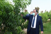 بازدید امامعلی رحمان، رئیس جمهور کشورمان از وضعیت کاربری اراضی در مزارع دهاقانی ناحیه جیحون