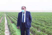 بازدید امامعلی رحمان، رئیس جمهوری تاجیکستان از اتحادیه کشاورزی “وادی زرین” ناحیه جیحون