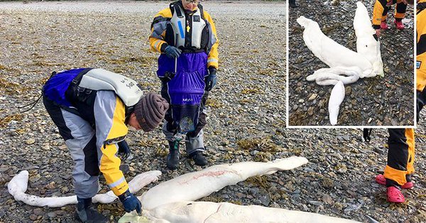 На побережье Аляски нашли останки неизвестного существа