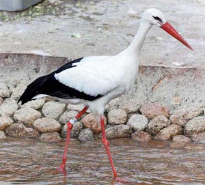 white-stork-2