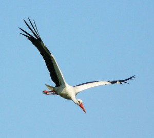 white-stork-4