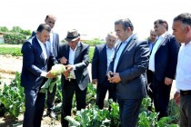 رئيس الوزراء الطاجيكي يتفقد أنشطة تعاونيات الفلاحية في منطقة دوستي