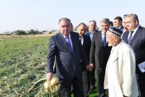 زعيم الأمة إمام علي رحمان يتفقد عملية زراعة الأرز وحصاد البصل المبكر في مزرعة مرادجان بتورسون زاده