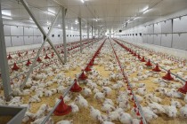 نمو إنتاج البيض ولحوم الدواجن في طاجيكستان خلال النصف الأول من عام 2025