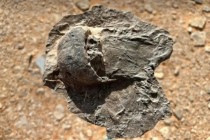 اكتشاف علمي لأحافير نادرة تعود إلى 465 مليون سنة