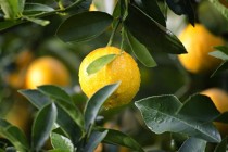 صادرات لیمو و خرمای تاجیکستان به خارج کشور ‌افزایش می یابد