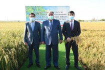 محترم امامعلی رحمان، رئیس جمهوری تاجیکستان در مزرعه “حقیقت” در شهر تورسون‌زاده به برداشت برنج  آغاز بخشیدند