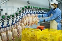 تولید گوشت مرغ در تاجیکستان افزایش یافته است