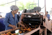 “تولید تاجیکستان”. شرکت “صبح وطن” شهر اسفره صادرات خشکبار را با این برند آغاز کرد