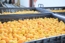 4000 تن محصول زودرس زردآلو از ناحیه اشت تاجیکستان به خارج کشور صادر شد