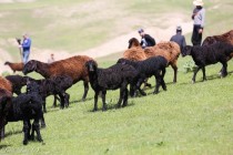 در کنفرانس بین المللی در دوشنبه دستاوردهای اصلاح نژاد گوسفند مورد بحث قرار می گیرد