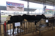 جشنواره-نمایشگاه و فروش گاو اصیل در تاجیکستان برگزار می شود
