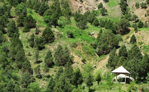Darai-Almosi