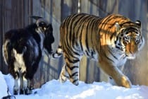 Амура и Тимура разлучили из-за тигрицы Тайги и ожирения у козла