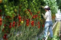 ФАО: Мировые цены на продовольствие совершили самый большой скачок за последние четыре года