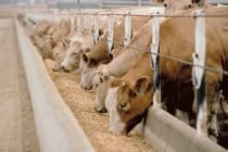 В хозяйствах севера страны число поголовья скота увеличилось