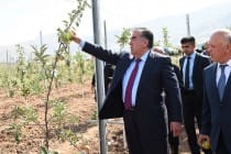 Президент страны посетил интенсивный сад «Пайванд-Рашт»