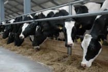 Согд: в хозяйствах области увеличилось число поголовья скота