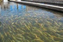В Согде увеличился улов рыбы
