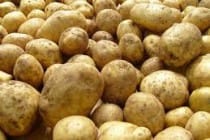 Аграрии Таджикистана собрали более 200 тыс тонн хлопка и около полумиллиона тонн картофеля
