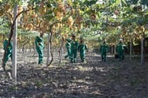 Власти Хатлонской области развивают садоводство и виноградарство