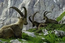Таджикистан является одной из лучших стран по охоте и охране дикой природы