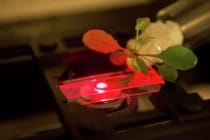 Ученые: наночастицы превратили растение в детектор взрывчатки