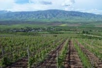 Аграрии Согдийской области возвели новые сады и виноградники