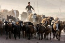 АБР поддержит улучшение продовольственной безопасности и молочной промышленности в Таджикистане
