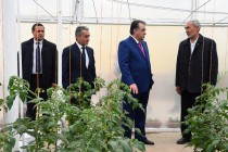 Президент страны Эмомали Рахмон ознакомился с деятельностью теплиц в аграрных хозяйствах города Турсунзаде