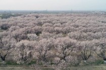 В Хатлонской области увеличился объем производства сельскохозяйственной продукции