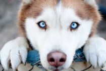 Ученые выяснили, что собаки манипулируют людьми ради выгоды