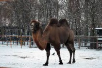 В Минском зоопарке погиб верблюд, которого «угостили» целлофановым пакетом
