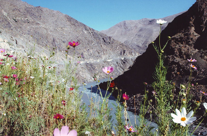 Таджикские цветы. Даштиджум заповедник Таджикистан. Заповедник Дашти джум. Природа Таджикистана Дашти джум.