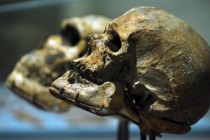 Французский ученый установил возраст самого древнего предка человека