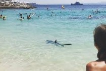 На Мальорке несколько пляжей эвакуировали из-за акулы