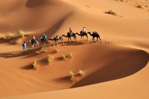 Ученые заявили, что Сахара может полностью позеленеть через столетие