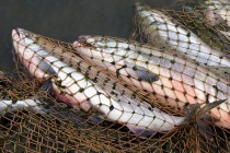 СЕГОДНЯ – ДЕНЬ РЫБОВОДОВ: ловля рыбы в Таджикистане  не только любимый вид досуга, но  и перспективная отрасль сельского хозяйства