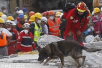 Число жертв землетрясения в Мексике достигло 293 человек