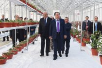 Лидер нации Эмомали Рахмон посетил инновационную  теплицу по выращиванию овощей по принципу гидропоники ООО «Элегант»
