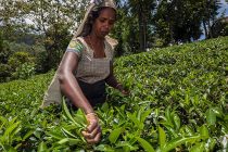Россия  ограничит ввоз растительной продукции из Шри-Ланки из-за обнаружения жуков в партии чая