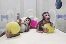 Китайские ученые впервые в мире клонировали обезьян! Теологи считают это угрозой человечеству