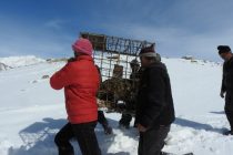 В Шугнане поймали снежного барса