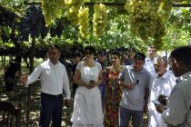 Виноградные сады Шахринавского района и города Турсунзаде восхитили участников пресс-тура