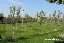 В Согдийской области на площади 500 гектаров посажены деревья