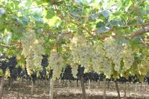Аграрии района Дусти планируют собрать в этом году более 100 тонн урожая с 5 гектаров виноградников