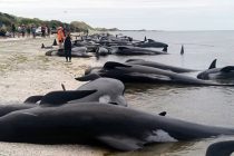 В Новой Зеландии 145 дельфинов выбросились на берег