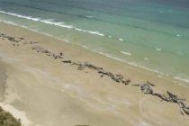 На берег в Австралии выбросило около 30 черных дельфинов и горбатого кита