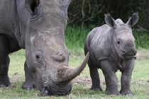 В Индонезии может исчезнуть редкий вид носорогов в случае повторного цунами